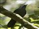 Sunda Laughingthrush (Garrulax palliatus)