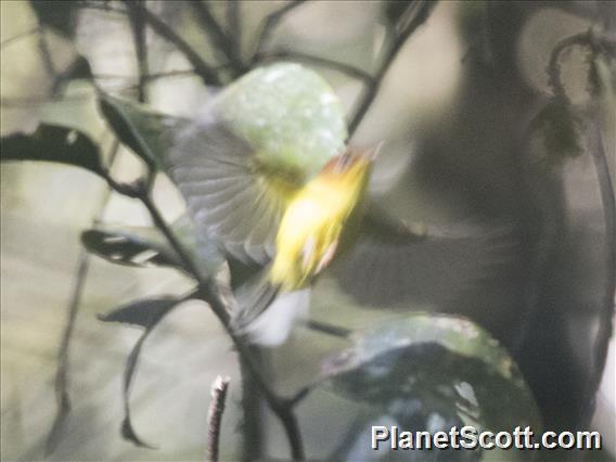 Yellow-breasted Warbler (Phylloscopus montis)