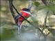 Whiteheads Trogon (Harpactes whiteheadi) - Male