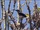 Whiteheads Spiderhunter (Arachnothera juliae)