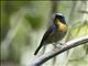 Snowy-browed Flycatcher (Ficedula hyperythra)