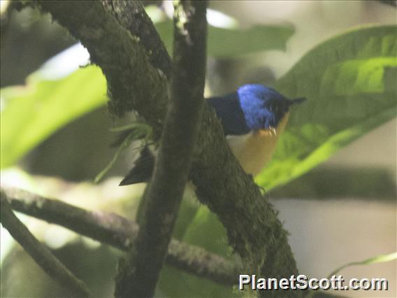 Pygmy Flycatcher (Ficedula hodgsoni)