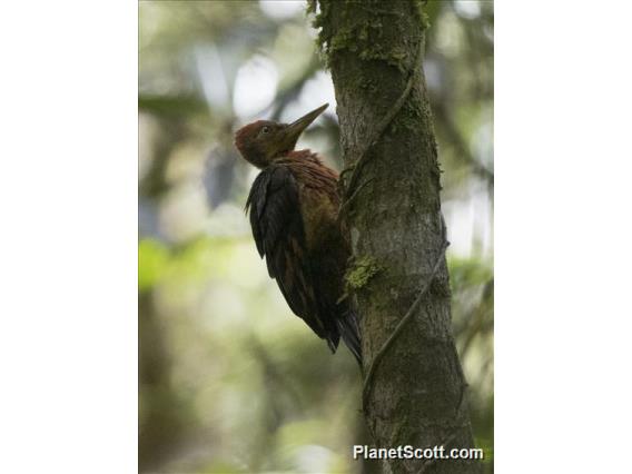 Orange-backed Woodpecker (Chrysocolaptes validus)