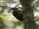 Orange-backed Woodpecker (Reinwardtipicus validus)