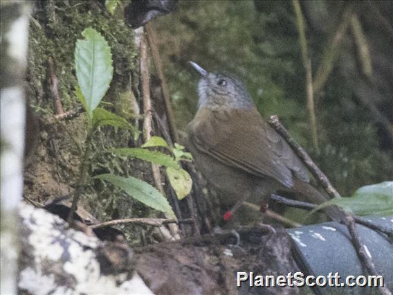 Gray-throated Babbler (Stachyris nigriceps)