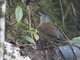 Pygmy Heleia (Heleia squamifrons)