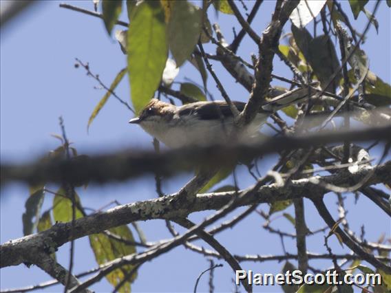 Chestnut-crested Yuhina (Staphida everetti)