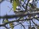 Chestnut-crested Yuhina (Staphida everetti)