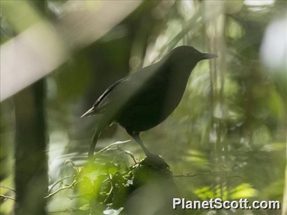 Bornean Whistling-Thrush (Myophonus borneensis)