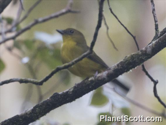 Bornean Whistler (Pachycephala hypoxantha)