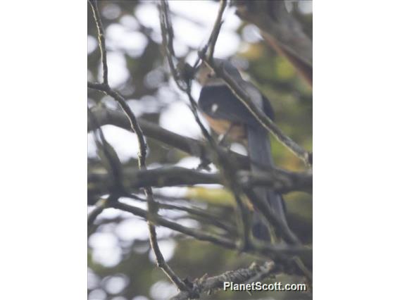 Bornean Treepie (Dendrocitta cinerascens)