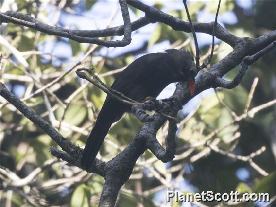 Bare-headed Laughingthrush (Melanocichla calva)