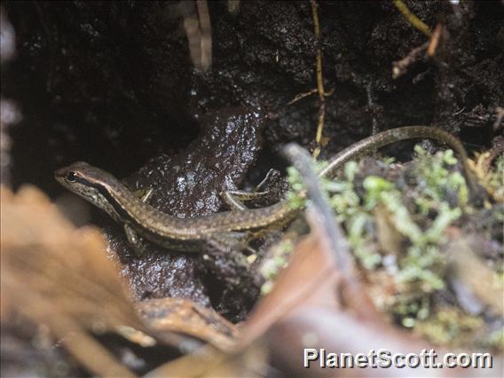 Asian Forest Skink (Sphenomorphus sp)