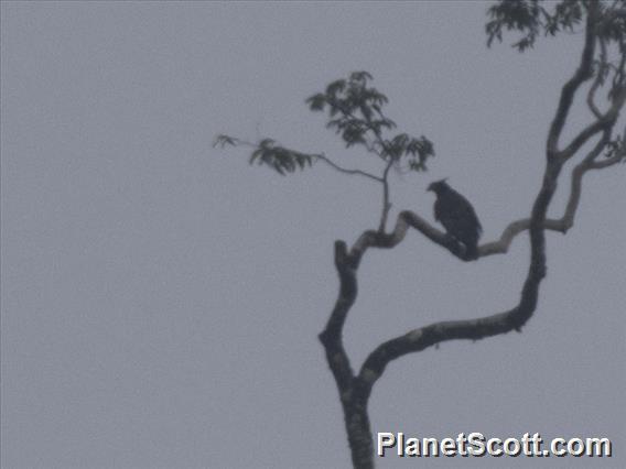 Blyth's Hawk-Eagle (Nisaetus alboniger)