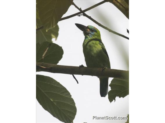 Red-throated Barbet (Psilopogon mystacophanos)