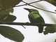 Mountain Barbet (Psilopogon monticola)