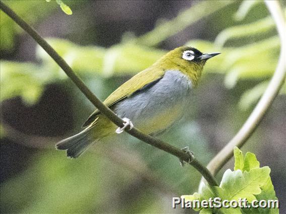 Black-capped White-eye (Zosterops atricapilla)