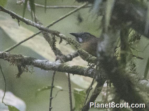 Black-throated Babbler (Stachyris nigricollis)