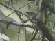 Gray-throated Babbler (Stachyris nigriceps)