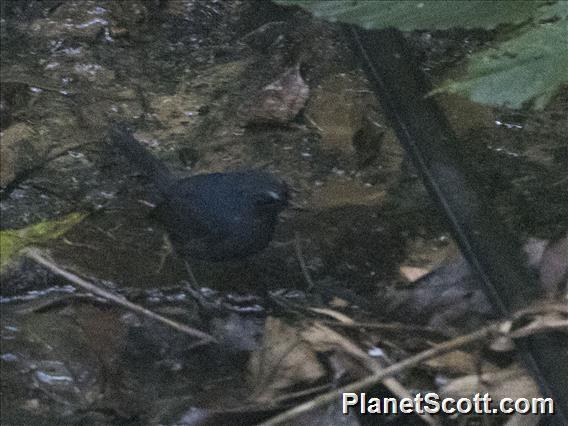 Bornean Shortwing (Brachypteryx erythrogyna)