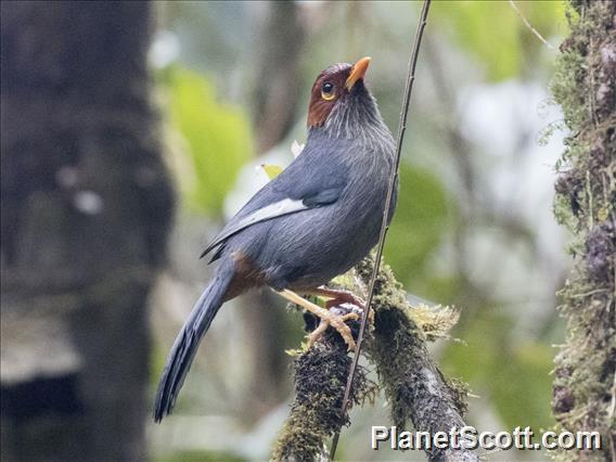 Chestnut-hooded Laughingthrush (Pterorhinus treacheri)