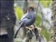 Chestnut-hooded Laughingthrush (Pterorhinus treacheri)