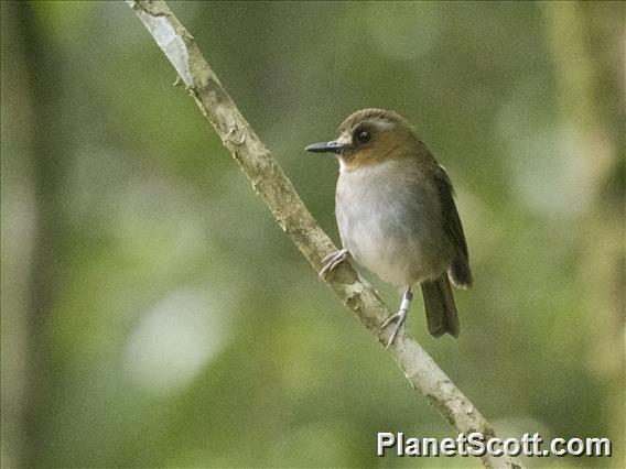 Eyebrowed Jungle-Flycatcher (Vauriella gularis)