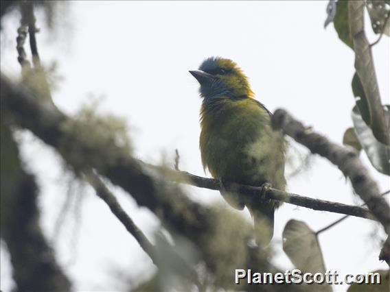 Golden-naped Barbet (Psilopogon pulcherrimus)