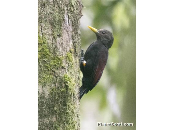 Maroon Woodpecker (Blythipicus rubiginosus)