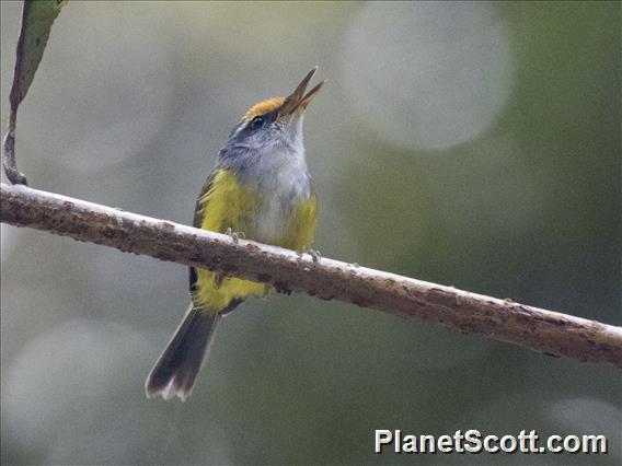 Mountain Tailorbird (Phyllergates cucullatus)