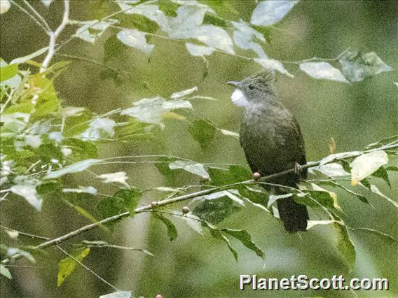 Penan Bulbul (Alophoixus ruficrissus)