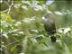 Penan Bulbul (Alophoixus ruficrissus)