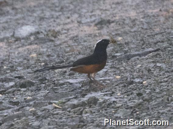 White-crowned Shama (Copsychus stricklandii)