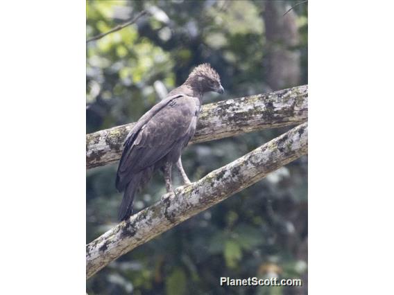 Changeable Hawk-Eagle (Nisaetus cirrhatus)