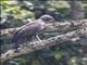 Changeable Hawk-Eagle (Nisaetus cirrhatus)