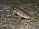 Dark-eared Tree Frog (Polypedates macrotis)