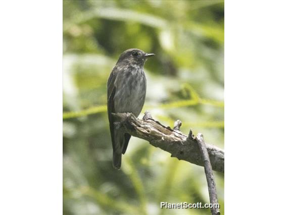 Asian Brown Flycatcher (Muscicapa dauurica)