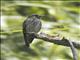 Asian Brown Flycatcher (Muscicapa dauurica)