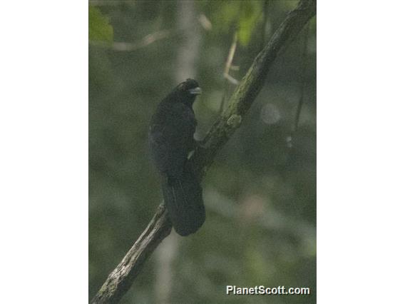 Bornean Black Magpie (Platysmurus aterrimus)