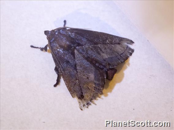 Slug Caterpillar Moth (Phocoderma sp)