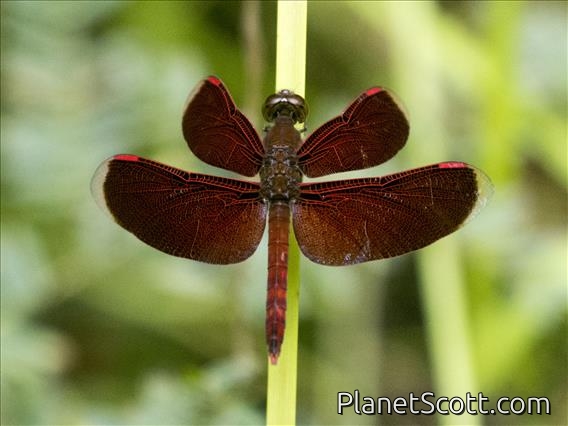 Common Parasol (Neurothemis fluctuans)