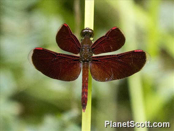 Indonesian Red-winged Dragonfly (Neurothemis terminata)