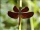 Indonesian Red-winged Dragonfly (Neurothemis terminata)