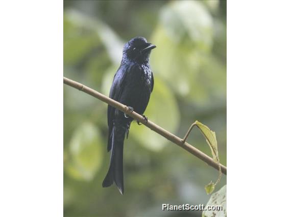 Bronzed Drongo (Dicrurus aeneus)