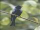 Bronzed Drongo (Dicrurus aeneus)