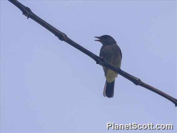 Cinereous Bulbul (Hemixos cinereus)