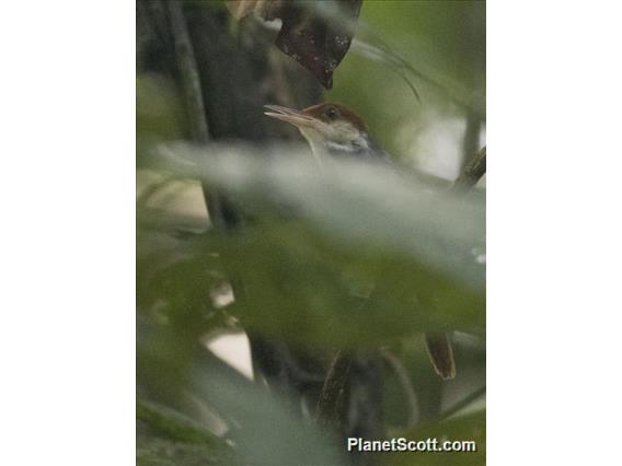 Dark-necked Tailorbird (Orthotomus atrogularis)