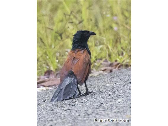 Greater Coucal (Centropus sinensis)