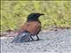 Greater Coucal (Centropus sinensis)