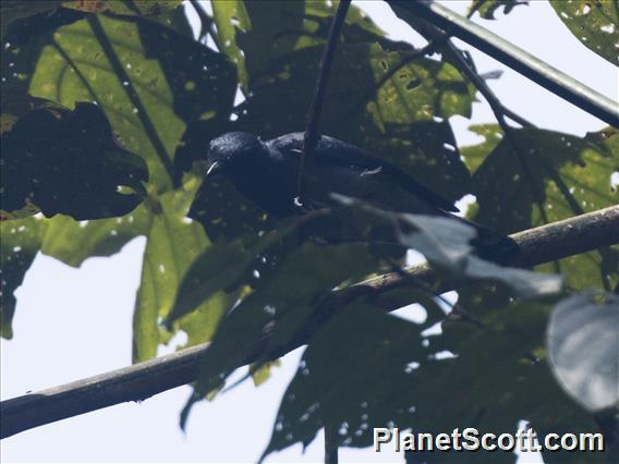 Lesser Cuckooshrike (Lalage fimbriata)